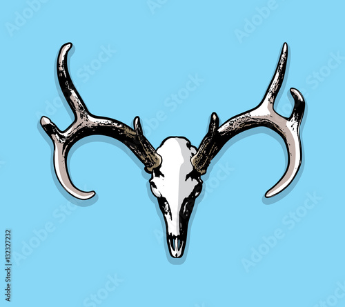 Whitetail Deer Euro Mount Skull and Antlers Illustration