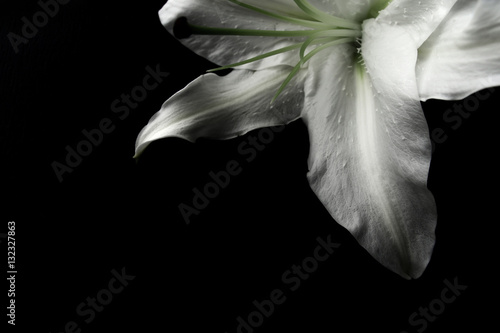 White lily on a black background