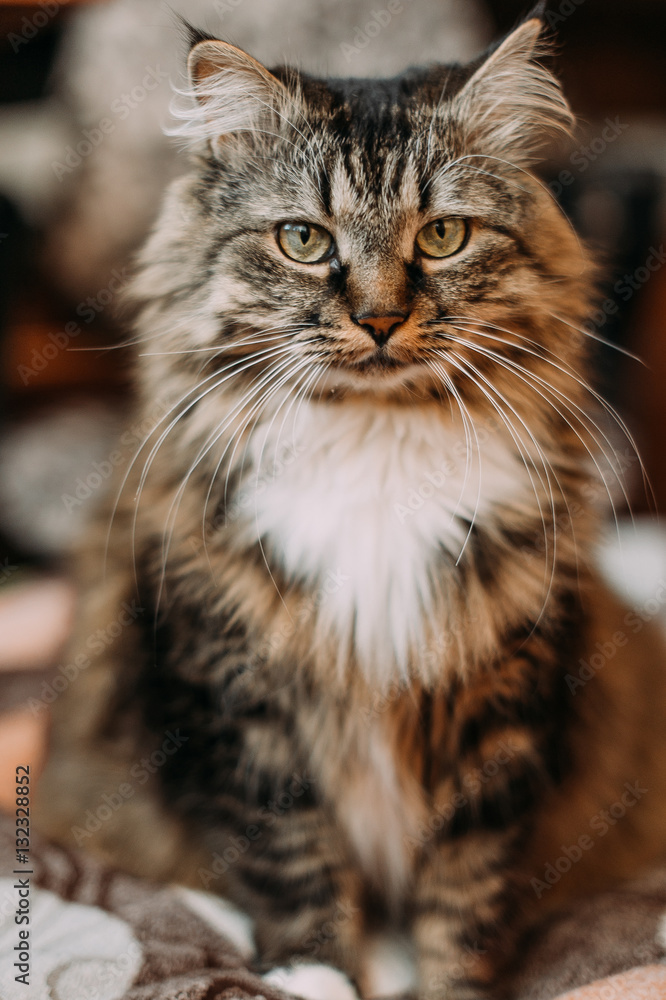 Gray beautiful cat with long whiskers long hair