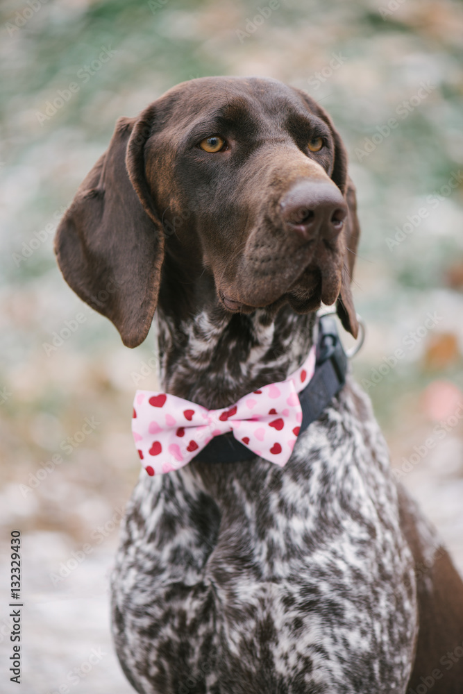 Cute German pointer dog with pink bow tie posing outdoor