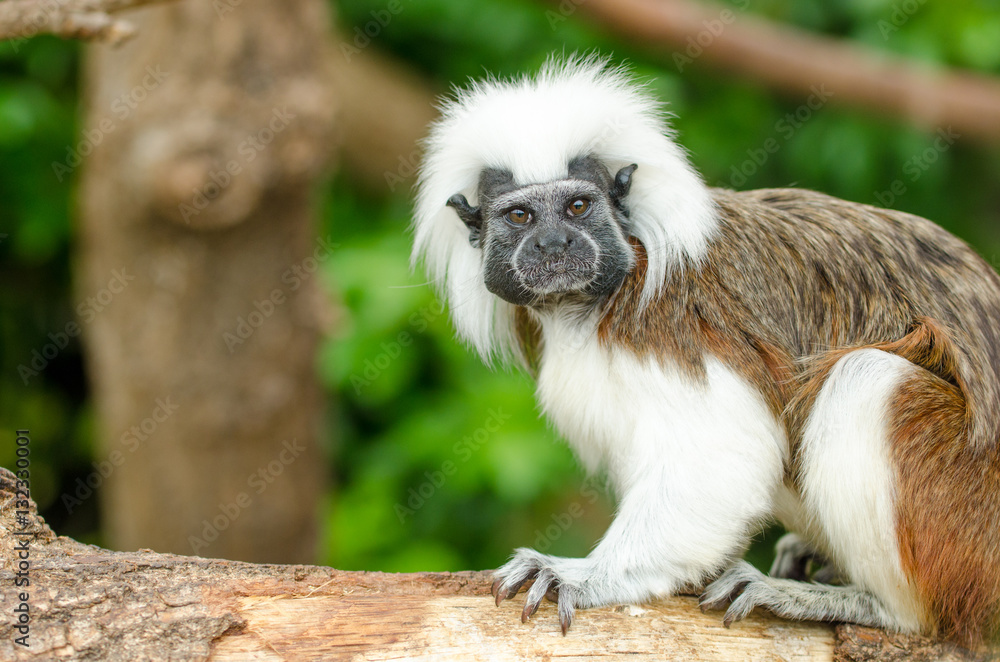 Cotton-Top Tamarin Cotton-Top Tamarin