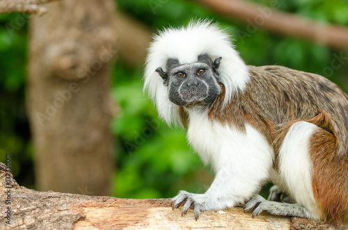 Cotton-Top Tamarin