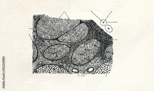 Cross-section of nerve (from Meyers Lexikon, 1895, 7/508/509) photo
