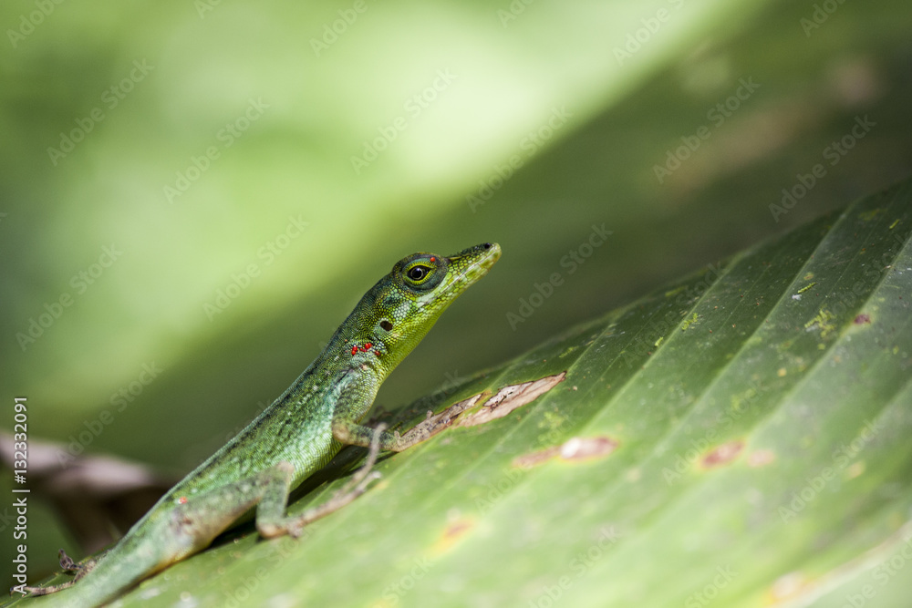 Fototapeta premium Caribbean Lizard on a leaf