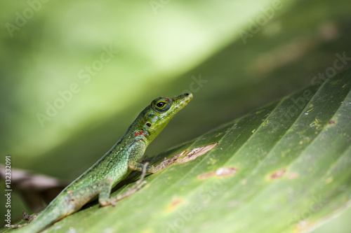 Caribbean Lizard on a leaf © dualloop