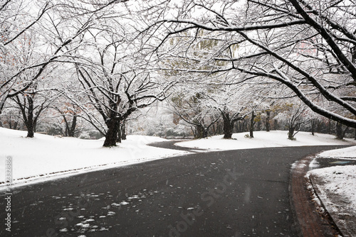 snowing in park, two ways to choose, winter