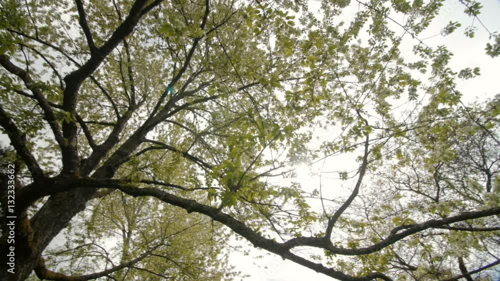beautiful big tree with white flowers swaying in the wind, slow motion beautiful big tree with white flowers swaying in the wind, slow motion