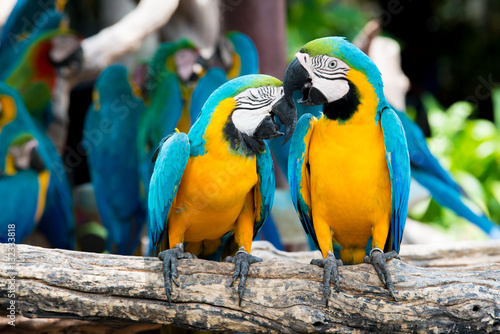 A pair of blue-and-yellow macaws perching at wood branch in jungle
