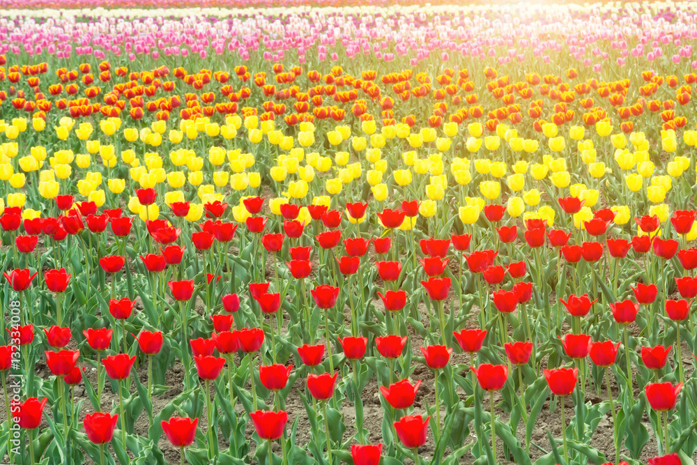 Colorful tulips blooming in spring season in garden at Netherlands Colorful tulips blooming in spring season in garden at Netherlands