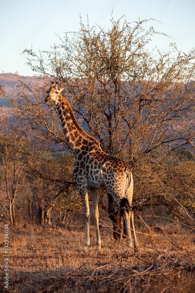 Obraz premium Жираф в рост. Крюгер. Южная африка. 