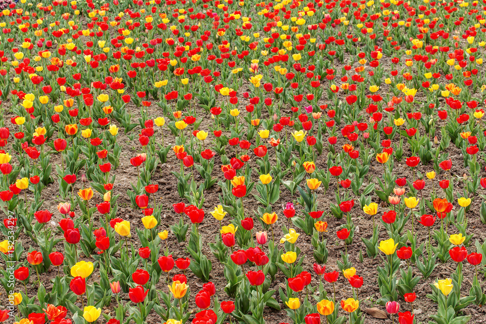 red and yellow spring