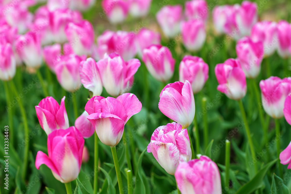 Obraz premium pink tulips in the spring