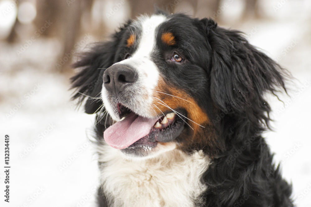 Bernese Mountain Dog outdoors, winter walk