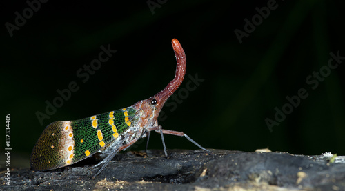 Colorful insect, Cicada or Lanternfly ( Pyrops karenia ) insect on tree in nature photo