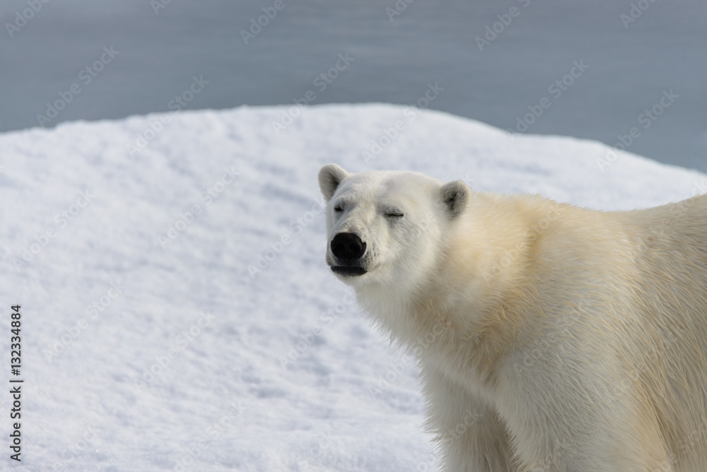 Polar bear (Ursus maritimus) on the pack ice north of Spitsberg Polar bear (Ursus maritimus) on the pack ice north of Spitsberg