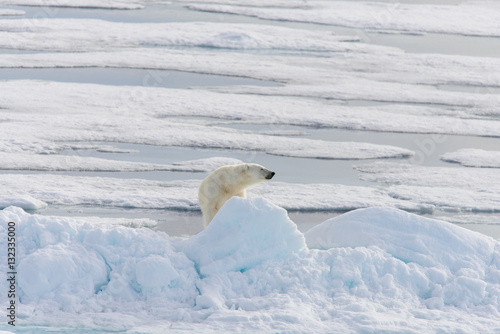 Polar bear  Ursus maritimus  on the pack  ice north of Spitsberg