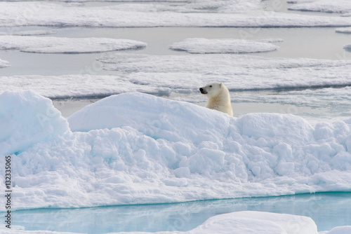 Polar bear (Ursus maritimus) on the pack  ice north of Spitsberg © Alexey Seafarer