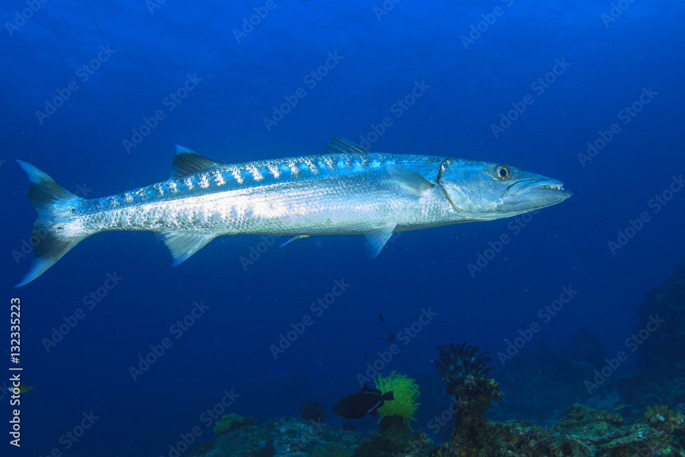Fototapeta premium Barracuda fish