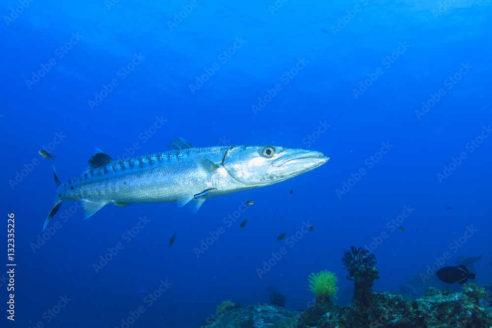 Fototapeta premium Barracuda fish