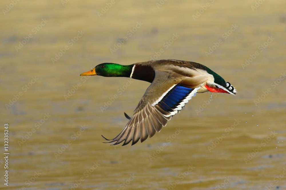 Obraz premium Male mallard duck in flight