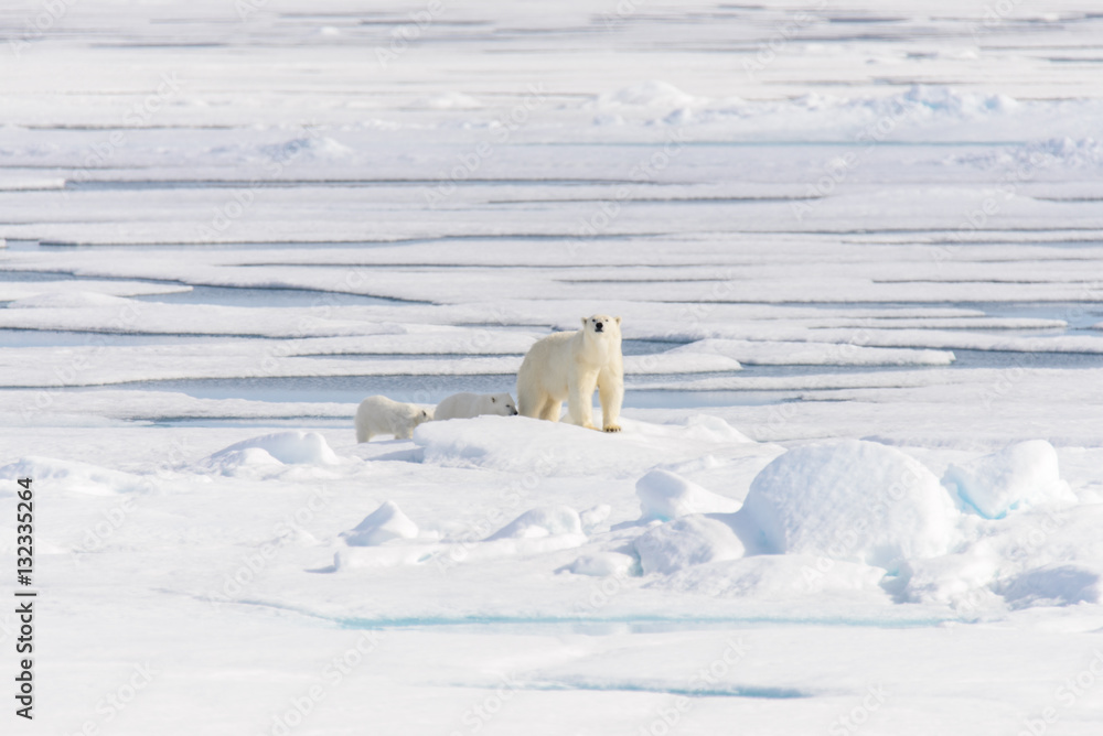 Polar bear (Ursus maritimus) on the pack ice north of Spitsberg Polar bear (Ursus maritimus) on the pack ice north of Spitsberg
