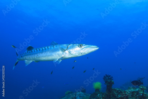 Barracuda fish © Richard Carey