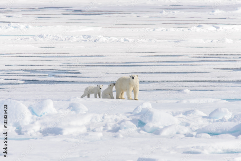 Polar bear mother (Ursus maritimus) and twin cubs on the pack ic Polar bear mother (Ursus maritimus) and twin cubs on the pack ic