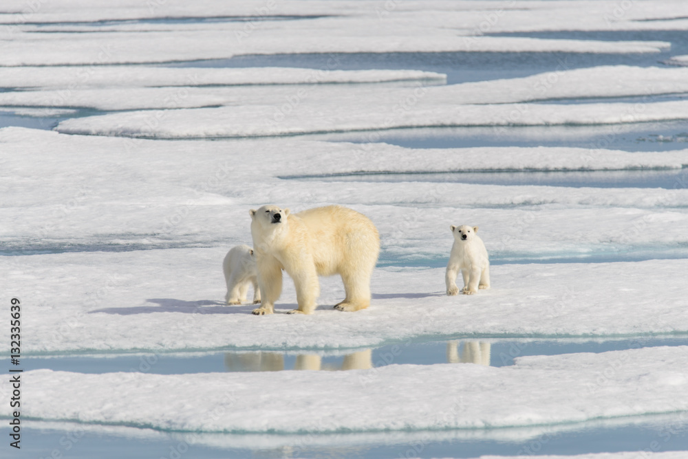 Polar bear mother (Ursus maritimus) and twin cubs on the pack ic Polar bear mother (Ursus maritimus) and twin cubs on the pack ic