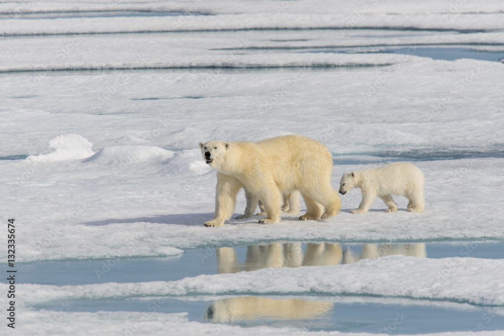 Polar bear mother (Ursus maritimus) and twin cubs on the pack ic Polar bear mother (Ursus maritimus) and twin cubs on the pack ic