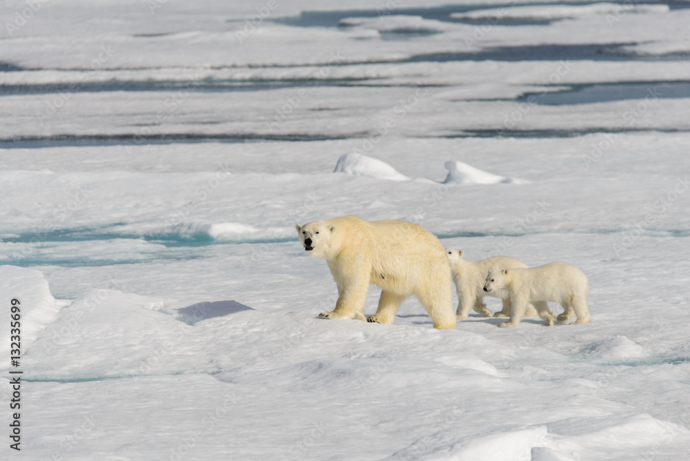 Polar bear mother (Ursus maritimus) and twin cubs on the pack ic Polar bear mother (Ursus maritimus) and twin cubs on the pack ic