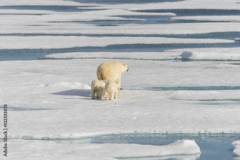 Polar bear mother (Ursus maritimus) and twin cubs on the pack ic Polar bear mother (Ursus maritimus) and twin cubs on the pack ic