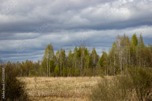 Landscape with beautiful birch grove in the spring before the rain.