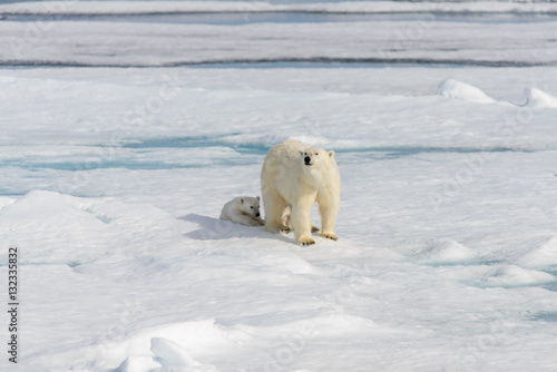 Polar bear mother (Ursus maritimus) and twin cubs on the pack ic