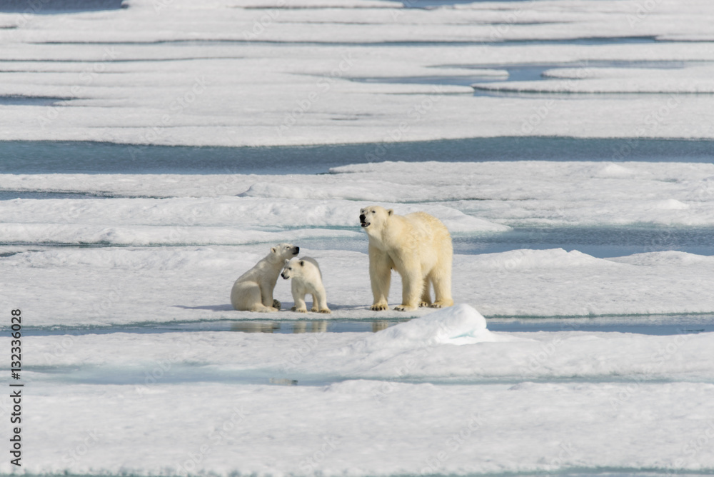 Polar bear mother (Ursus maritimus) and twin cubs on the pack ic Polar bear mother (Ursus maritimus) and twin cubs on the pack ic