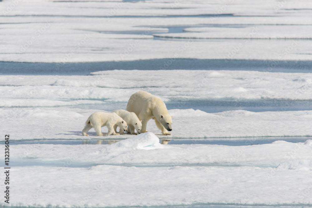 Polar bear mother (Ursus maritimus) and twin cubs on the pack ic Polar bear mother (Ursus maritimus) and twin cubs on the pack ic