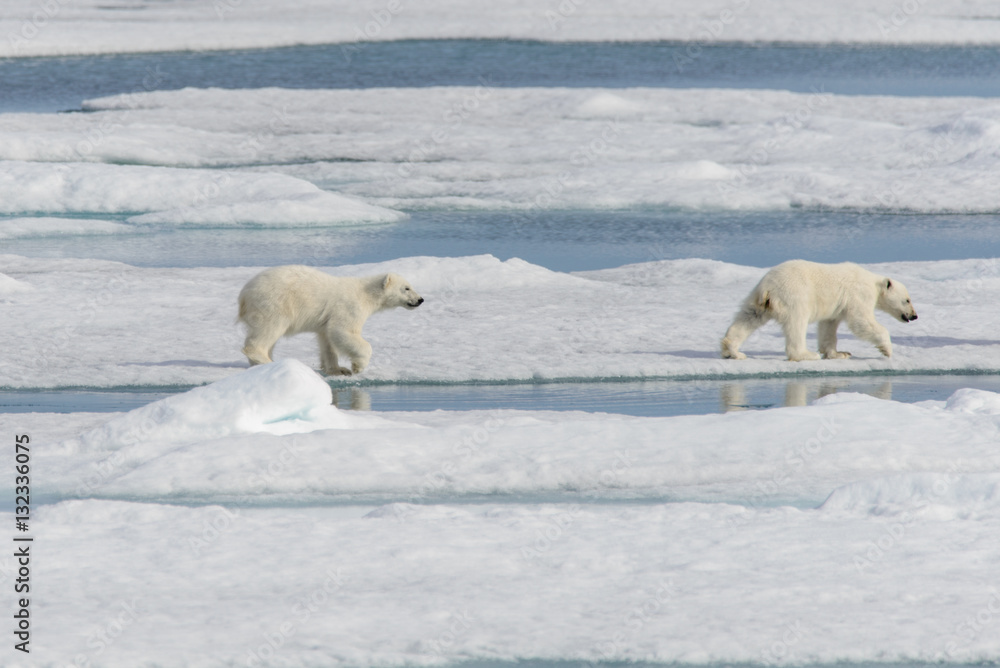 Polar bear mother (Ursus maritimus) and twin cubs on the pack ic Polar bear mother (Ursus maritimus) and twin cubs on the pack ic