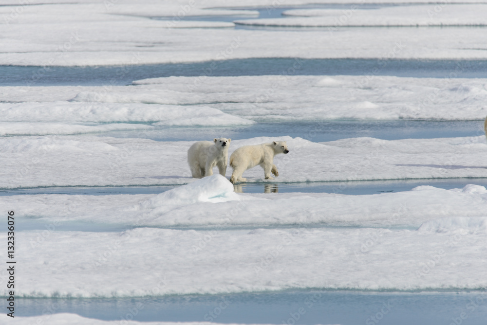 Polar bear mother (Ursus maritimus) and twin cubs on the pack ic Polar bear mother (Ursus maritimus) and twin cubs on the pack ic