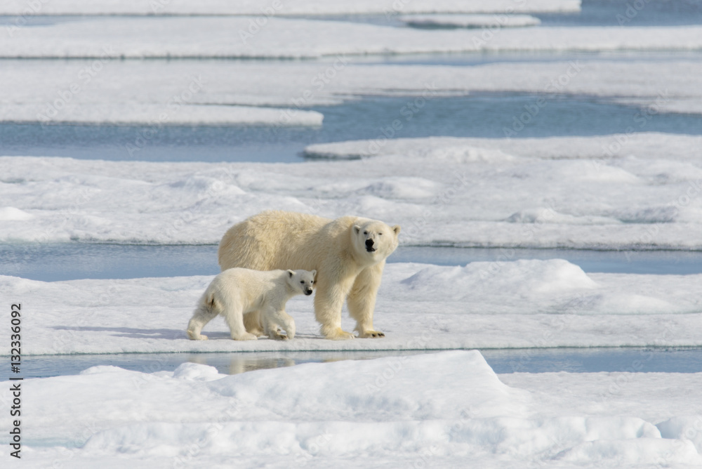 Polar bear mother (Ursus maritimus) and twin cubs on the pack ic Polar bear mother (Ursus maritimus) and twin cubs on the pack ic