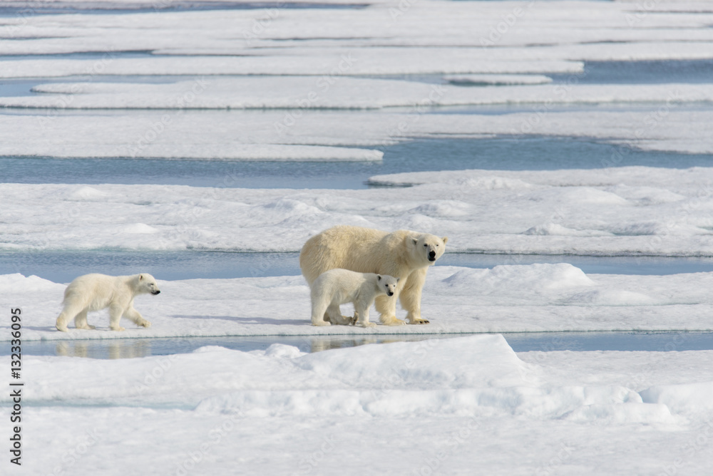 Polar bear mother (Ursus maritimus) and twin cubs on the pack ic Polar bear mother (Ursus maritimus) and twin cubs on the pack ic