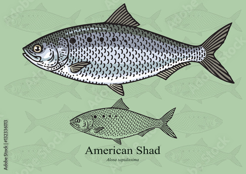 American Shad. Vector illustration for artwork in small sizes. Suitable for graphic and packaging design, educational examples, web, etc.