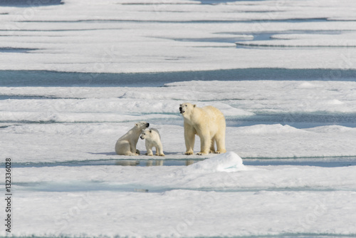 Polar bear mother (Ursus maritimus) and twin cubs on the pack ic