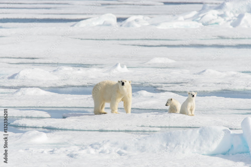 Polar bear mother (Ursus maritimus) and twin cubs on the pack ic Polar bear mother (Ursus maritimus) and twin cubs on the pack ic