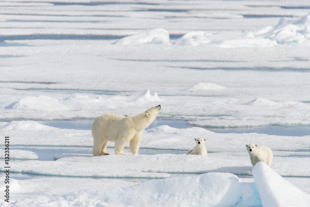 Polar bear mother (Ursus maritimus) and twin cubs on the pack ic Polar bear mother (Ursus maritimus) and twin cubs on the pack ic