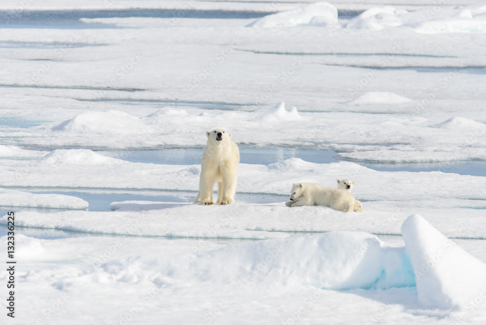 Polar bear mother (Ursus maritimus) and twin cubs on the pack ic Polar bear mother (Ursus maritimus) and twin cubs on the pack ic