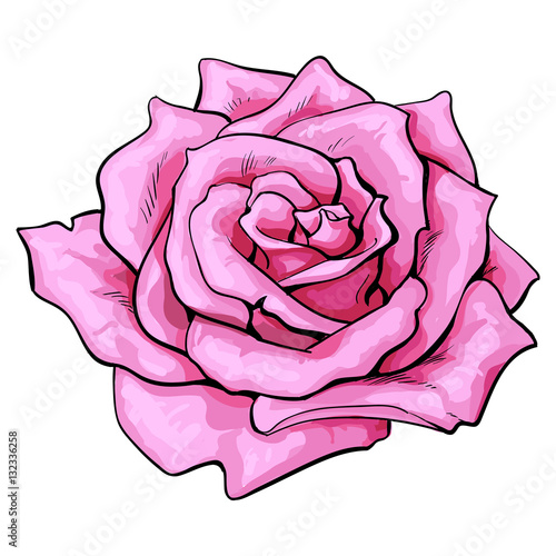 Deep pink rose bud, top view sketch style vector illustration isolated on white background. Realistic hand drawing of open pink rose flower, decoration element