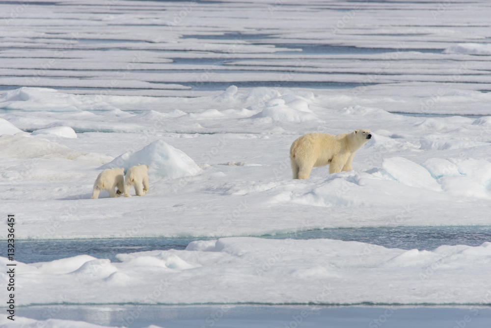 Polar bear mother (Ursus maritimus) and twin cubs on the pack ic Polar bear mother (Ursus maritimus) and twin cubs on the pack ic