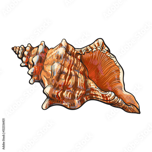 Colorful spiral conch sea shell, sketch style vector illustration isolated on white background. Realistic hand drawing of saltwater conch, sea snail shell