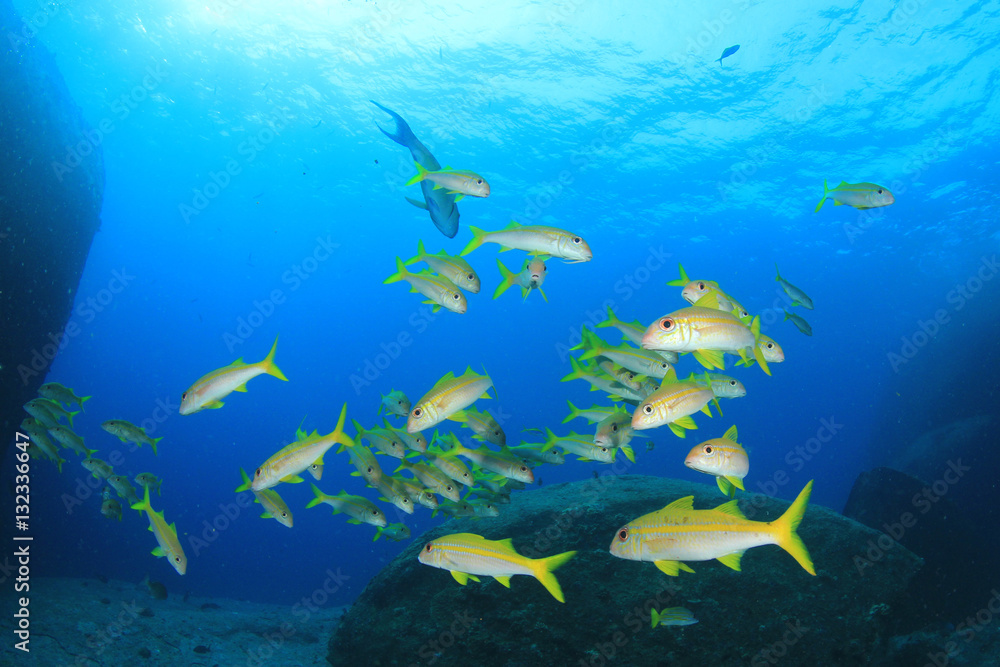 Underwater coral reef and fish in ocean Underwater coral reef and fish in ocean