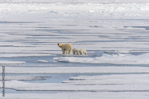 Polar bear mother (Ursus maritimus) and twin cubs on the pack ic photo