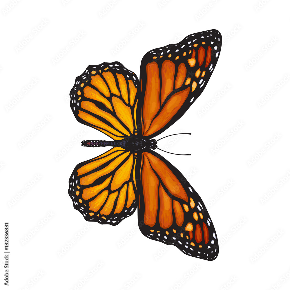 Vibrant Monarch Butterfly Drawing